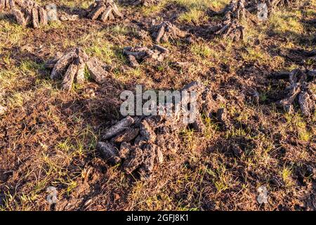 Torba appaiata su una torba nella Contea di Donegal - Irlanda. Foto Stock