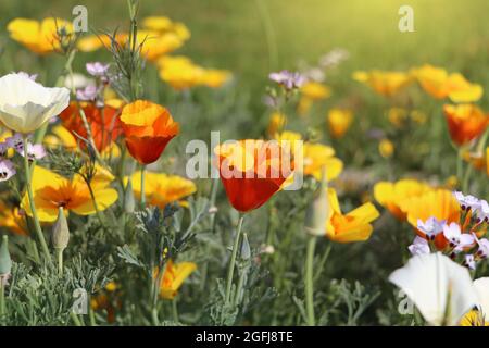 Backgroung estate. Fiori di eschscholzia californica o papavero californiano dorato, tazza d'oro, pianta fiorente in famiglia papaveraceae Foto Stock