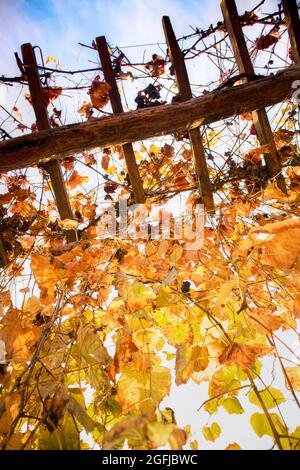 Il colore pastello e caldo della vite lascia nel mese di ottobre Foto Stock