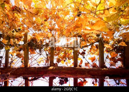 Il colore pastello e caldo della vite lascia nel mese di ottobre Foto Stock