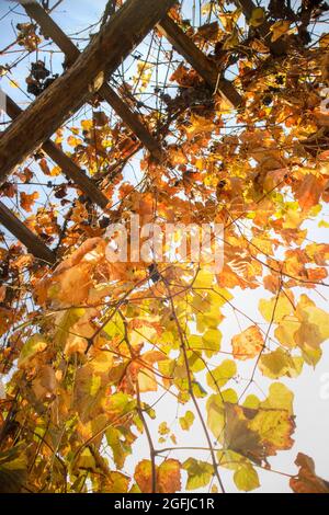 Il colore pastello e caldo della vite lascia nel mese di ottobre Foto Stock