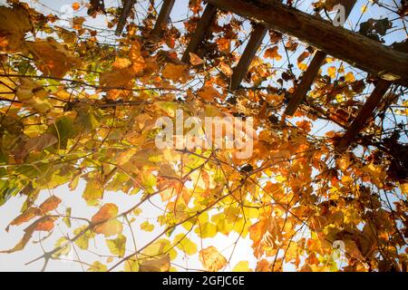 Il colore pastello e caldo della vite lascia nel mese di ottobre Foto Stock