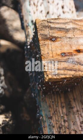 Un pezzo di legno sulla spiaggia con alcune piccole lumache Foto Stock