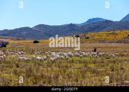 Paesaggio della zona costiera Cabo de Gata, provincia di Almeria, Andalusia, Spagna. Allevatore e gregge di pecore in montagna, nel deserto di Tabernas Foto Stock