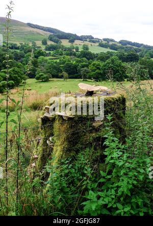 Un vecchio moncone di alberi coperto di muschio e funghi stranamente sagomati e racchiuso da filo spinato e orticelle con colline in lontananza. Foto Stock