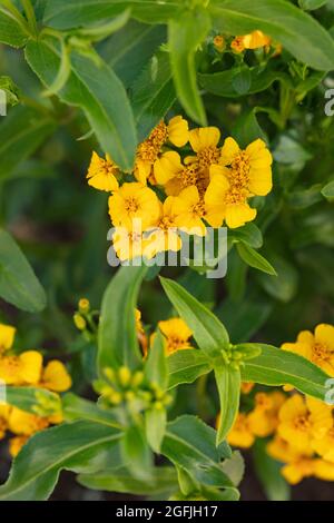 Tarragone messicano medicinale e culinario (Tagetes Lucida), marigold profumato, marigold messicano, marigold messicano della menta, dragoncello messicano fioritura Foto Stock