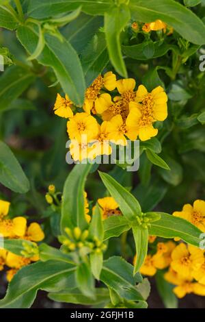 Tarragone messicano medicinale e culinario (Tagetes Lucida), marigold profumato, marigold messicano, marigold messicano della menta, dragoncello messicano fioritura Foto Stock