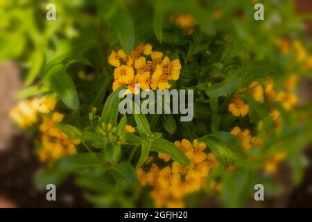 Tarragone messicano medicinale e culinario (Tagetes Lucida), marigold profumato, marigold messicano, marigold messicano della menta, dragoncello messicano fioritura Foto Stock