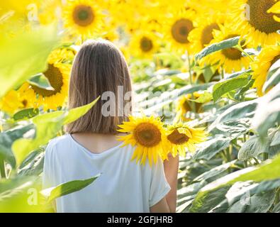 Giovane bella ragazza cammina in estate in un campo con girasoli fioriti Foto Stock