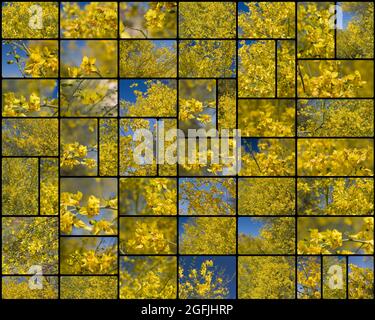 Collage di fiori di racema giallo su Blue Palo Verde, Parkinsonia Florida, Fabaceae, nativo nel deserto del Sud Mojave, fotografato Springtime 2021. Foto Stock