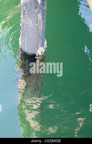 palo coperto barnicle che attacca fuori dall'acqua Foto Stock