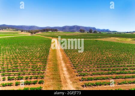 Sezioni di vigneti su suoli rossi dell'Australia nella regione di produzione del vino della Hunter Valley - paesaggio aereo a Mountais. Foto Stock