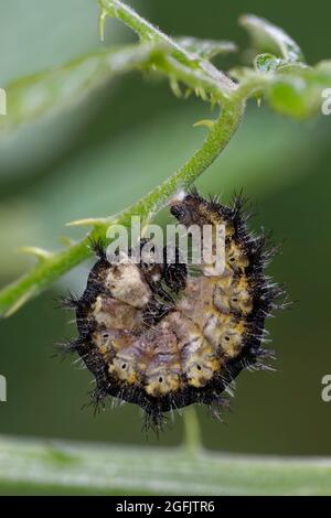 Piccolo Tortoiseshell Caterpillar - Aglais urticae, Pre-pupapiation Larva Foto Stock