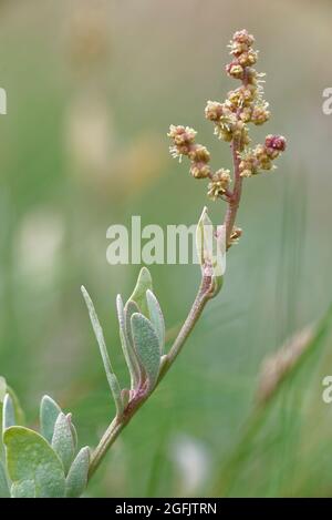 Sea purslane - Atriplex portulacoides, closeup di fiori e foglie di salammarsh pianta, Porlock Marsh, Somerset, UK Foto Stock