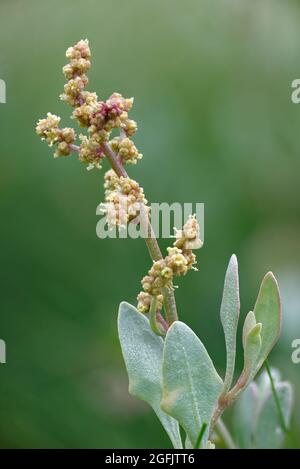 Sea purslane - Atriplex portulacoides, closeup di fiori e foglie di salammarsh pianta, Porlock Marsh, Somerset, UK Foto Stock