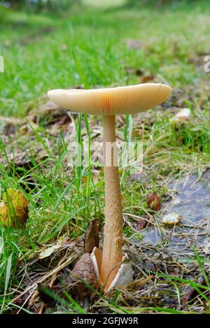 Orange Grisette - Amanita crocea, grande cappuccio fungo in bosco Exmoor Foto Stock