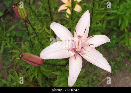 Un fiore rosa con polline versato e boccioli inaperti di un giglio selvatico. Messa a fuoco selettiva. Foto Stock
