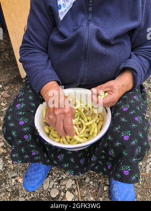 primo piano corrugato le mani di una donna anziana che prepara fagioli verdi per cucinare Foto Stock