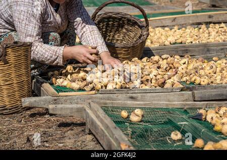 primo piano mani di una donna che raccoglie frutti di fico che sono sulla terra per asciugare Foto Stock