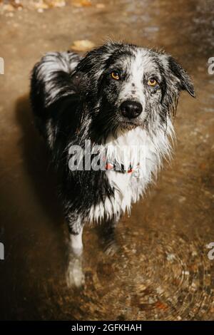 Ritratto estate bordo collie cane giocare nel fiume Foto Stock
