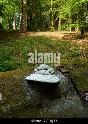 Funghi colossali, le dimensioni delle piante da pranzo, su un tronco di albero caduto, muschio coperto in una radura boschiva piena di sole applaiato. Foto Stock