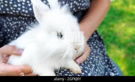 Primo piano di coniglio bianco decorativo. La lepre nana del bambino è seduta nelle braccia della padrona. Il concetto di un coniglio roditore come animale domestico. Carino luffy har Foto Stock