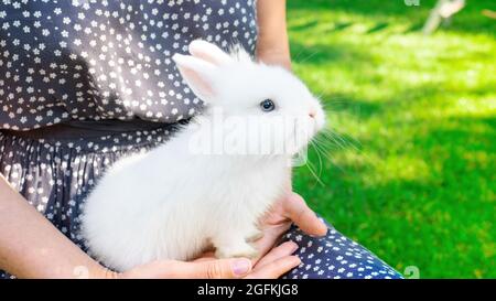 Coniglio bianco nelle braccia della ragazza. Coniglio ornamentale purosangue decorativo. Bunny come animale domestico. Il coniglietto domestico si siede di nuovo nelle mani della padrona di casa Foto Stock