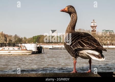 L'oca di greylag selvaggia che riposa su un muro di pietra sull'argine del fiume Tamigi nel centro di Londra. L'oca di greylag Anser anser è una specie o Foto Stock