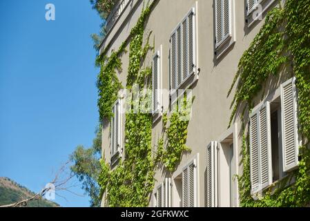 La pianta di arrampicata cresce lungo il muro con le finestre di un edificio residenziale Foto Stock