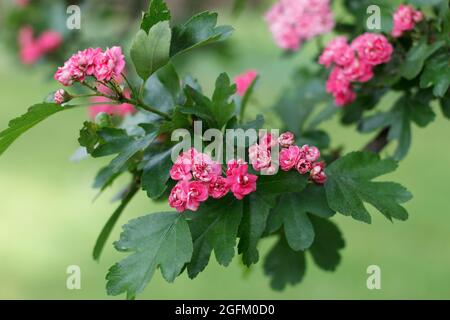 Crataegus laevigata pianta medicinale fiorisce fiori rossi su sfondo verde in primavera Foto Stock