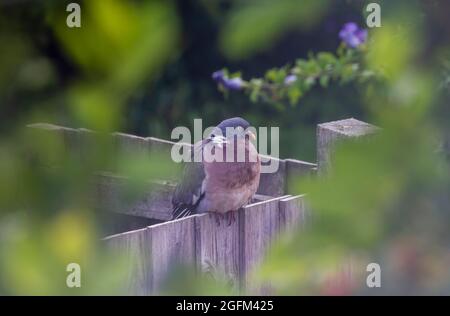 Piccione di legno in giardino inglese incorniciato da un albero di baia Foto Stock