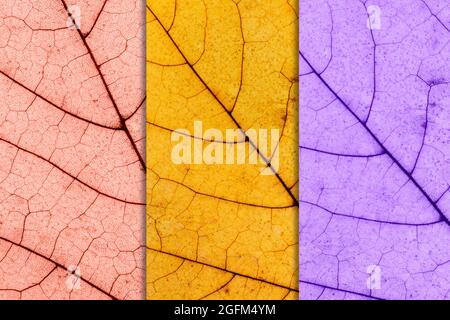 Sfondo autunnale in foglie di acero a tre tonalità. Autunno Foliage tonalità rosa, oro e viola Foto Stock