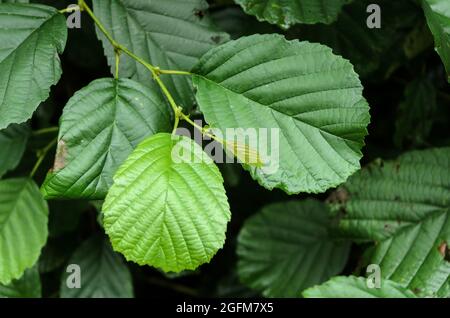 Alnus glutinosa, noto come alder comune, alder nero, alder europeo, alder nero europeo o alder, Foglie di piante verdi in Germania, Europa Foto Stock