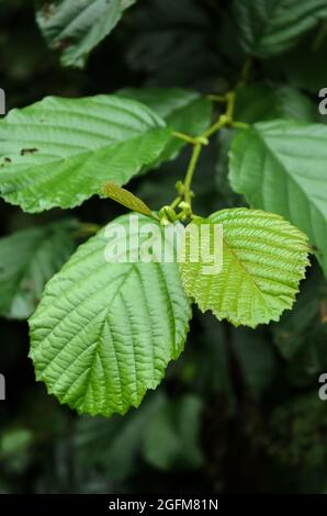 Alnus glutinosa, noto come alder comune, alder nero, alder europeo, alder nero europeo o alder, Foglie di piante verdi in Germania, Europa Foto Stock