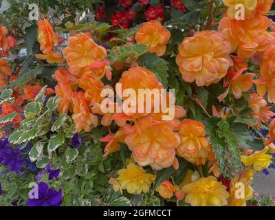 Estate colorata fioritura cesti di sospensione pieno di piante da letto dai colori vivaci nella Città del mercato di Crediton in Rural Devon, Inghilterra, Regno Unito Foto Stock