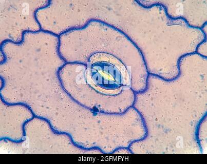 Vista microscopica della lamina di Vicia Faba Stomata e delle celle di guardia Foto Stock