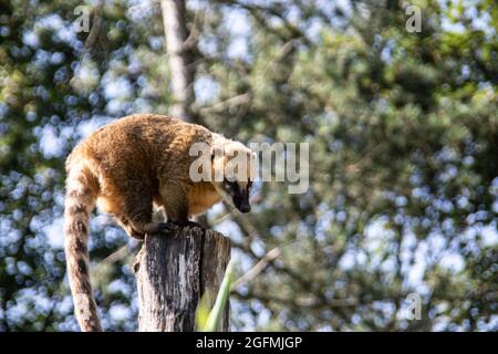 furry gli orsi di proboscis piccoli strisciano intorno Foto Stock