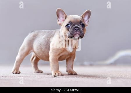 Carino cucciolo di cane Bulldog lilla colorato francese con occhi blu in piedi di fronte a sfondo grigio Foto Stock