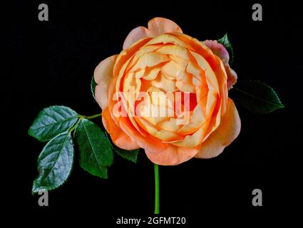 Bel fiore di rosa arancione fotografato su sfondo semplice posteriore Foto Stock