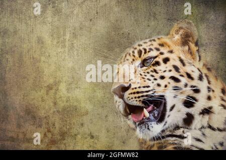 Giovane adulto leopardo amur. Una specie di leopardo indigena a sud-est della Russia e della Cina nord-orientale, e elencata come criticamente minacciata. A testurizzata Foto Stock