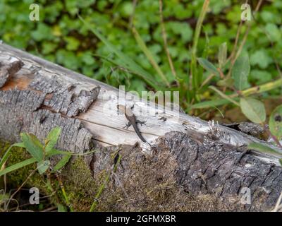 UK Common Lizard - Zootoca vivipara, crogiolarsi al sole sul log. Foto Stock