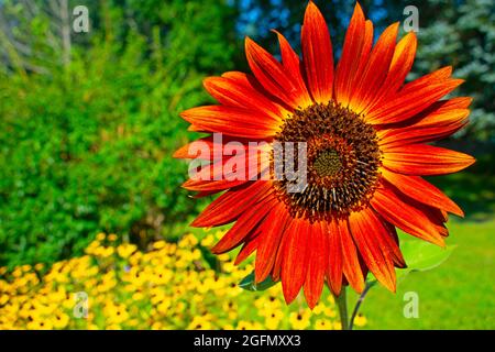 Testa isolata di girasole rosso brillante (helianthus) su sfondo giallo e verde sfocato -11 Foto Stock