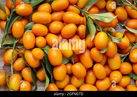 Mostra di kumquat appena raccolti Foto Stock