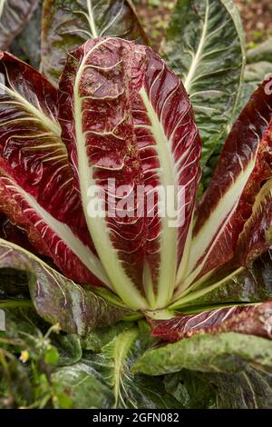 Foglie rosse bianche della pianta di Radicchio Foto Stock