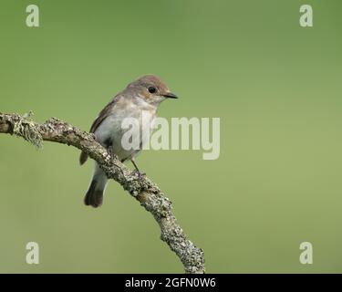 Femmina pied flycatcher sulla frangia del bosco, Galles del Nord Foto Stock