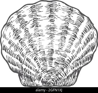 Illustrazione vettoriale della shell a scala chiusa disegnata a mano. Schizzo astratto di pesce. Disegno di stile di incisione del mollusco. Isolato Illustrazione Vettoriale