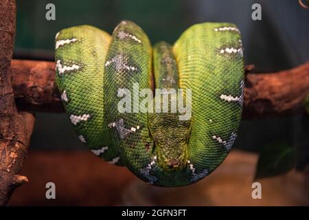 Python verde in primo piano su ramo albero Foto Stock