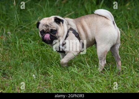 Piccolo, divertente pug si erge nell'erba verde e si stacca la lingua. Foto Stock