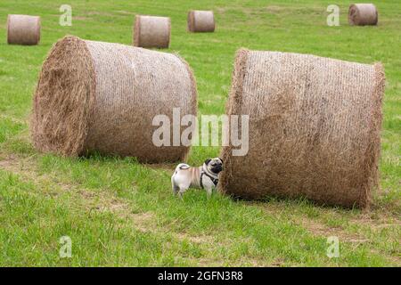 Poco pug si trova di fronte a enormi balle rotonde di fieno Foto Stock