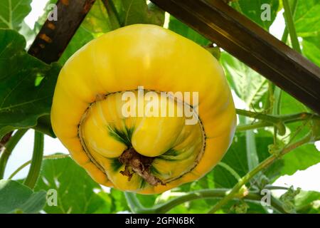 Turchi di zucca Turban, zucca o Cucurbita maxima Turk's Turban, frutti d'arancia con protuberanze multicolore dal fondo Foto Stock